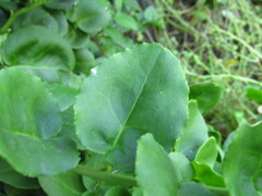 Ercilla spicata