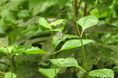 Neopithecops zalmora