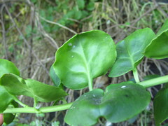 Ercilla spicata