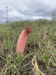 Simblum sphaerocephalum