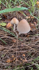 Psathyrella longipes