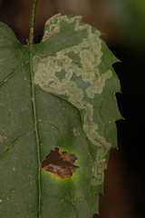 Liriomyza limopsis
