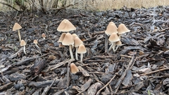 Psathyrella longipes