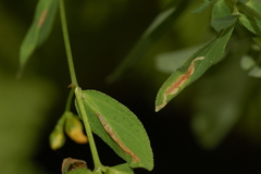 Caloptilia hypericella