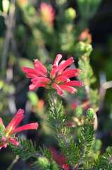 Erica abietina