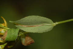 Caloptilia hypericella