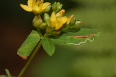 Caloptilia hypericella