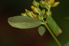 Caloptilia hypericella