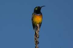 Anthobaphes violacea