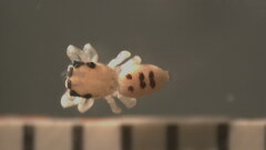 Hentzia