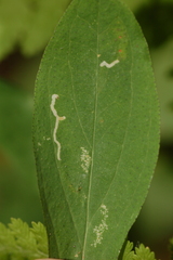 Caloptilia hypericella