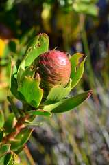 Leucadendron strobilinum