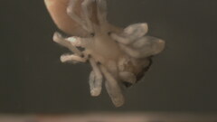 Hentzia
