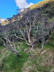 Brachyglottis cassinioides