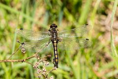 Leucorrhinia rubicunda