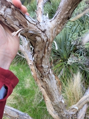 Brachyglottis cassinioides