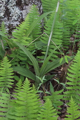 Eulophia streptopetala