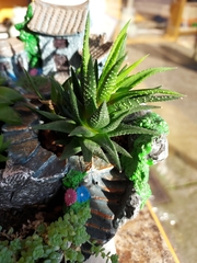 Haworthia