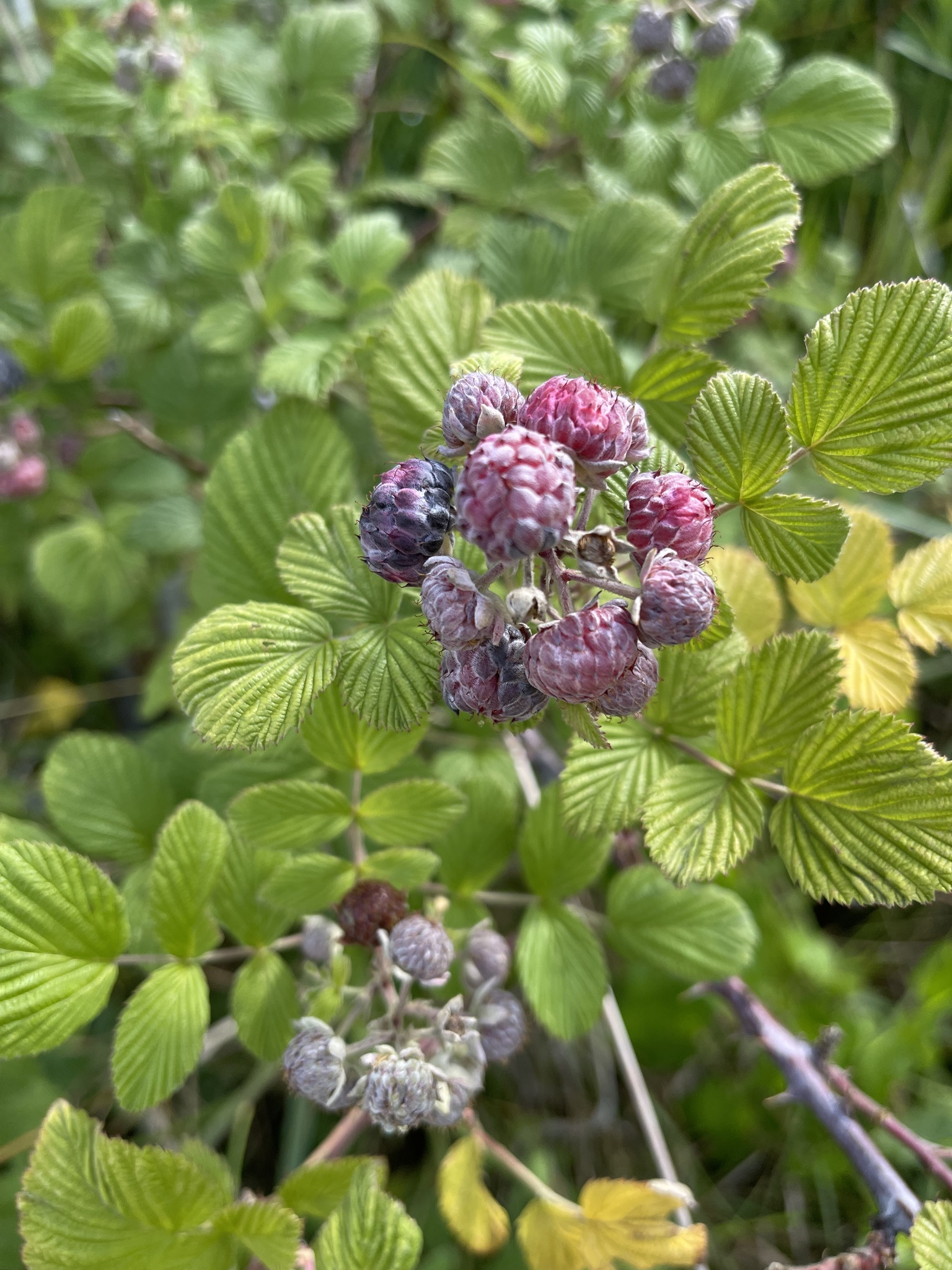 Rubus niveus