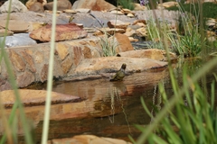 Serinus canicollis
