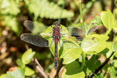 Leucorrhinia rubicunda