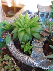 Haworthia