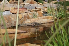 Serinus canicollis