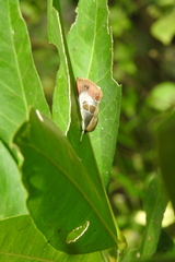 Westermannia superba
