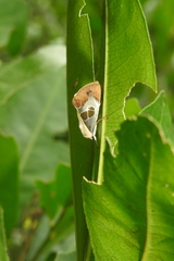 Westermannia superba