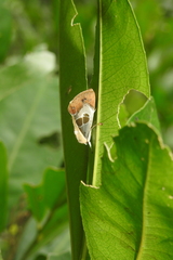 Westermannia superba