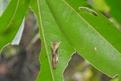 Westermannia superba