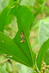Westermannia superba