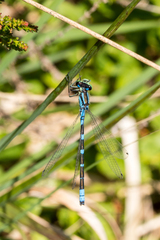 Coenagrion lunulatum