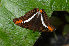 Adelpha aricia