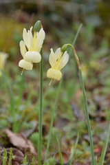 Narcissus triandrus