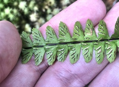 Asplenium normale