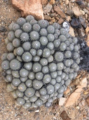 Copiapoa cinerascens