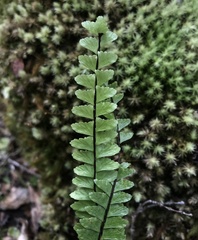Asplenium normale