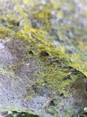 Chrysothrix xanthina