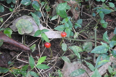 Geophila