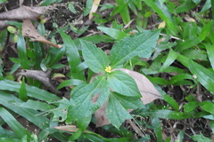 Synedrella nodiflora