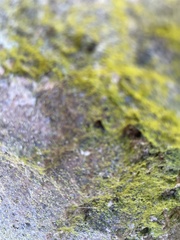 Chrysothrix xanthina