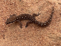 Pachydactylus geitje