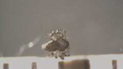 Euryopis funebris