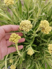Helichrysum nudifolium
