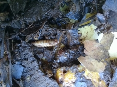 Hermetia illucens