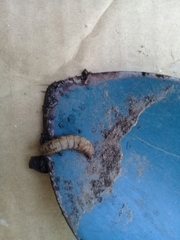 Hermetia illucens