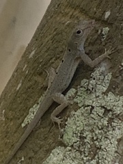 Anolis stratulus