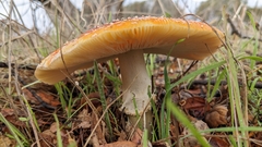 Amanita muscaria