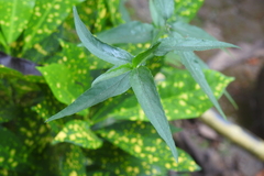 Clinacanthus nutans